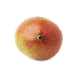 Single mango fruit isolated
