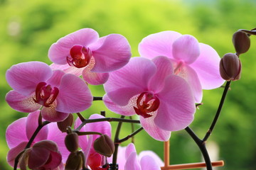 Purple orchid flower with green in background 