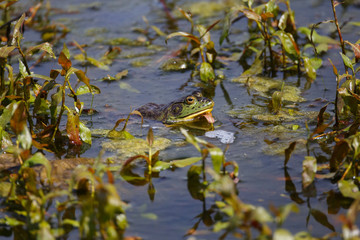 A green frog with a watchful eye partially above water in the wetlands with plant vegetation.