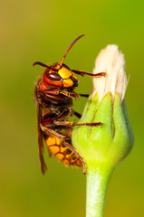 Vespa Crabro Calabrone