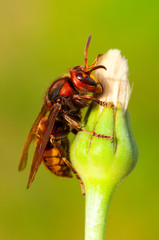 Vespa Crabro Calabrone