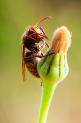 Vespa Crabro Calabrone