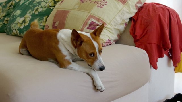 Tired basenji dog having rest a sofa