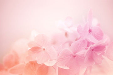hortensia de couleur douce dans un style doux et flou pour l& 39 arrière-plan