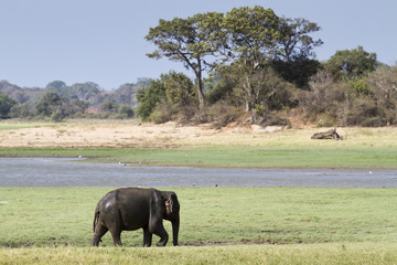 Wild Asian elephant in Minneriya national park, Sri Lanka