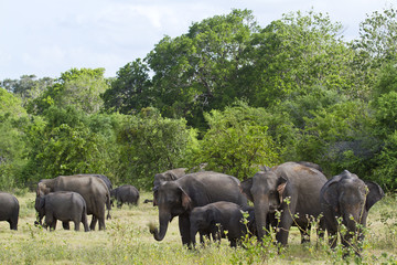 Naklejka premium Wild Asian elephant in Minneriya national park, Sri Lanka