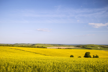 Landscape of fresh rapeseed canola crop in field in Spring