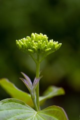 Roter Hartriegel / Cornus sanguinea