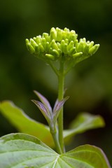 Roter Hartriegel / Cornus sanguinea