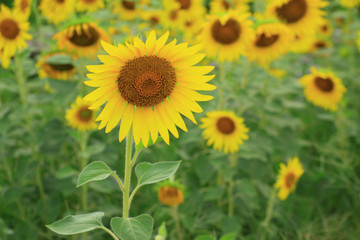 Sunflowers