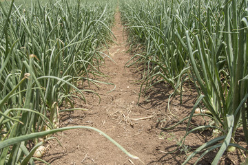 Onions growing in rows on a field