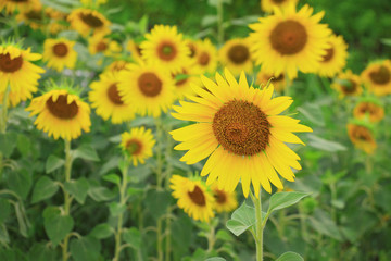 Sunflowers
