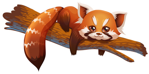 cute red panda © tomodaging
