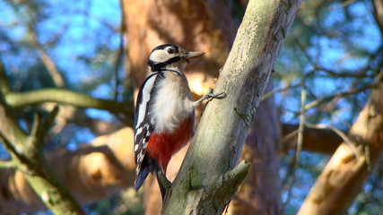 Лекарь леса © deniskerdnam