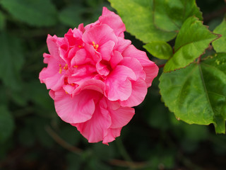 Beautifu pink Hibiscus flower in garden