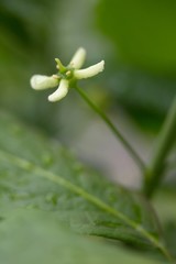 Bl&uuml;te des Gew&ouml;hnlichen Spindelstrauchs 