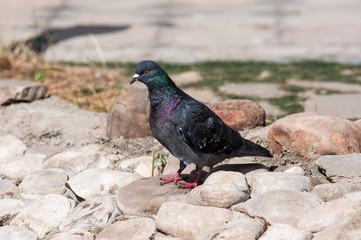 Rock Dove