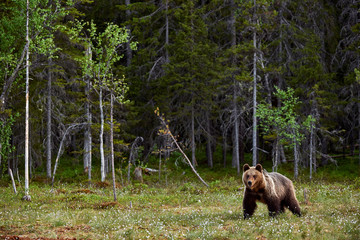 Brown Bear in a Finnish moor