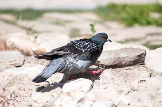 Rock Dove