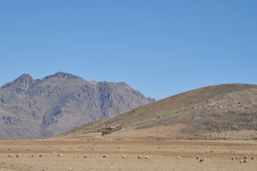 Fototapeta na wymiar Altiplano.Bolivia
