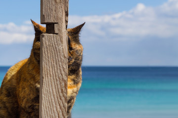 Funny cat on the background of the sea, hid behind a wooden pill