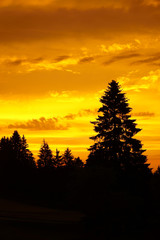 Goldener Himmel beim Sonnenuntergang im Schwarzwald
