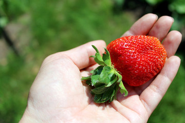 Ripe strawberries