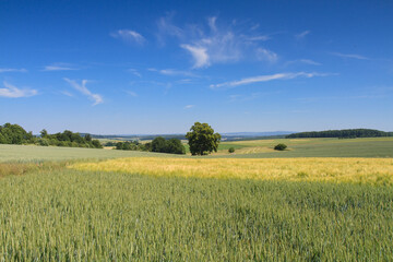 Hilly landscape with wheat fields under a blue sky