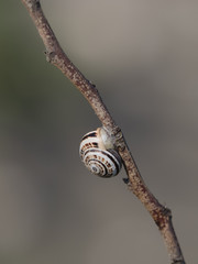 Snail shell on branch