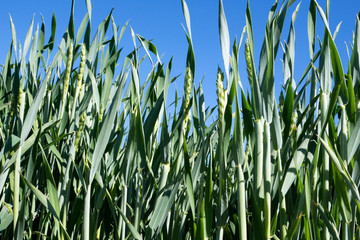 Obraz premium Wheat / Wheat in a field