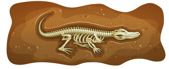 Fossil © blueringmedia