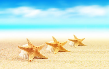 Fototapeta na wymiar Starfish on the beach.Summer beach
