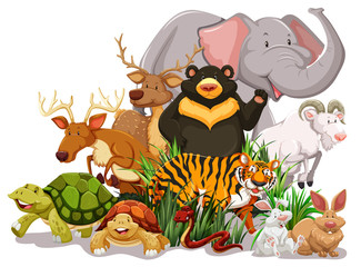 Obraz premium Wildlife