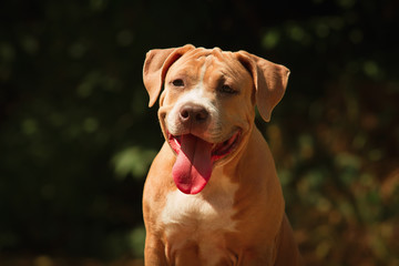 Portrait of a puppy on the nature close up. Pitbull. 4 months of age.