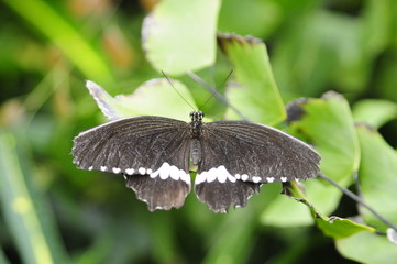 Exotic butterfly in Mainau Butterfly House