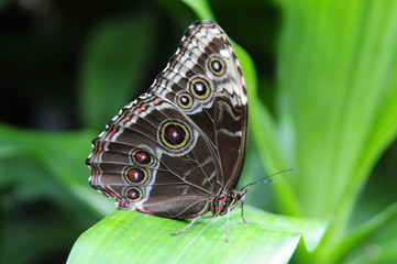 Fototapeta premium Exotic butterfly in Mainau Butterfly House