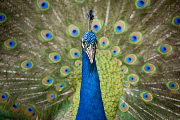 Fototapeta premium Portrait of beautiful peacock with feathers out