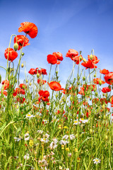 Obraz premium Mohnblumenfeld