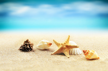 Starfish on the beach.Summer beach