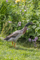 indian runner duck - male in the garden