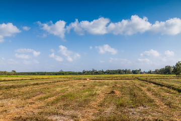 Fototapeta na wymiar Rice field in Thailand