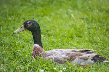 indian runner duck - male in the garden