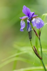 Verschiedenfarbige Schwertlilie / Iris versicolor