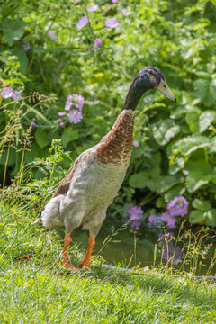 indian runner duck - male in the garden