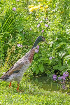indian runner duck - male in the garden
