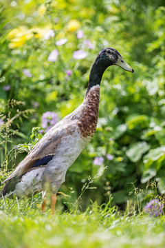 indian runner duck - male