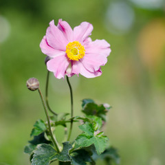 Anemone 'Serenade' (Herbst-Anemone) Blüte