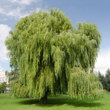 Salix alba 'Tristis' (Trauerweide)