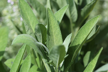 Gartensalbei (Salvia Officinalis)