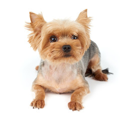 Yorkie with short haircut